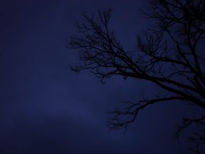 1390503_creepy_tree_branches-1