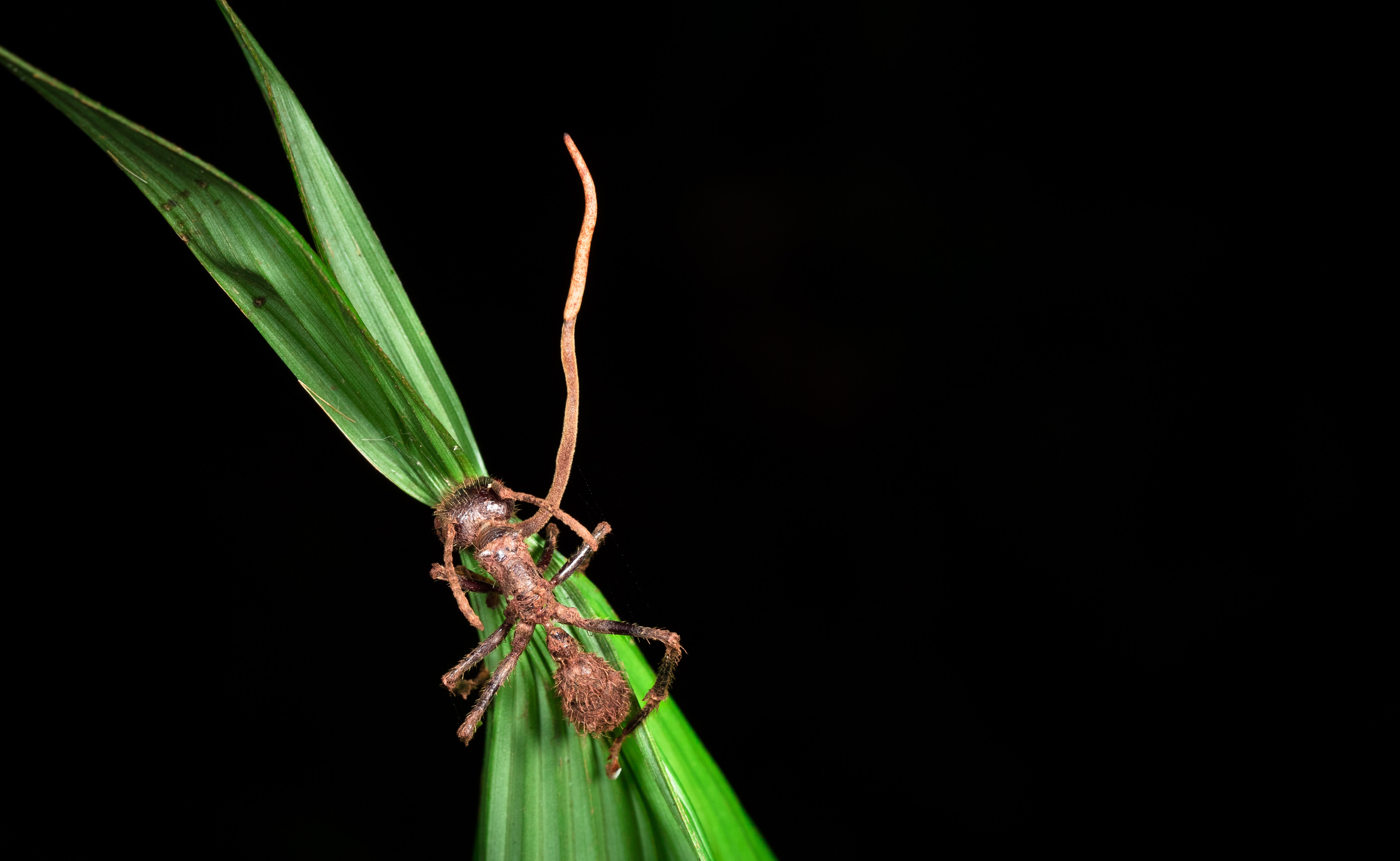 A dead ant clings to a blade of grass with its jaws; a single fungal growth sprouts upward from its back, twice as long as the ant itself and only slightly thicker than one of its legs.