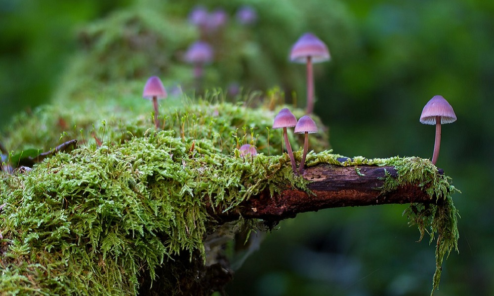 Slender, bright purple mushrooms sprout from a moss-covered piece of wood.