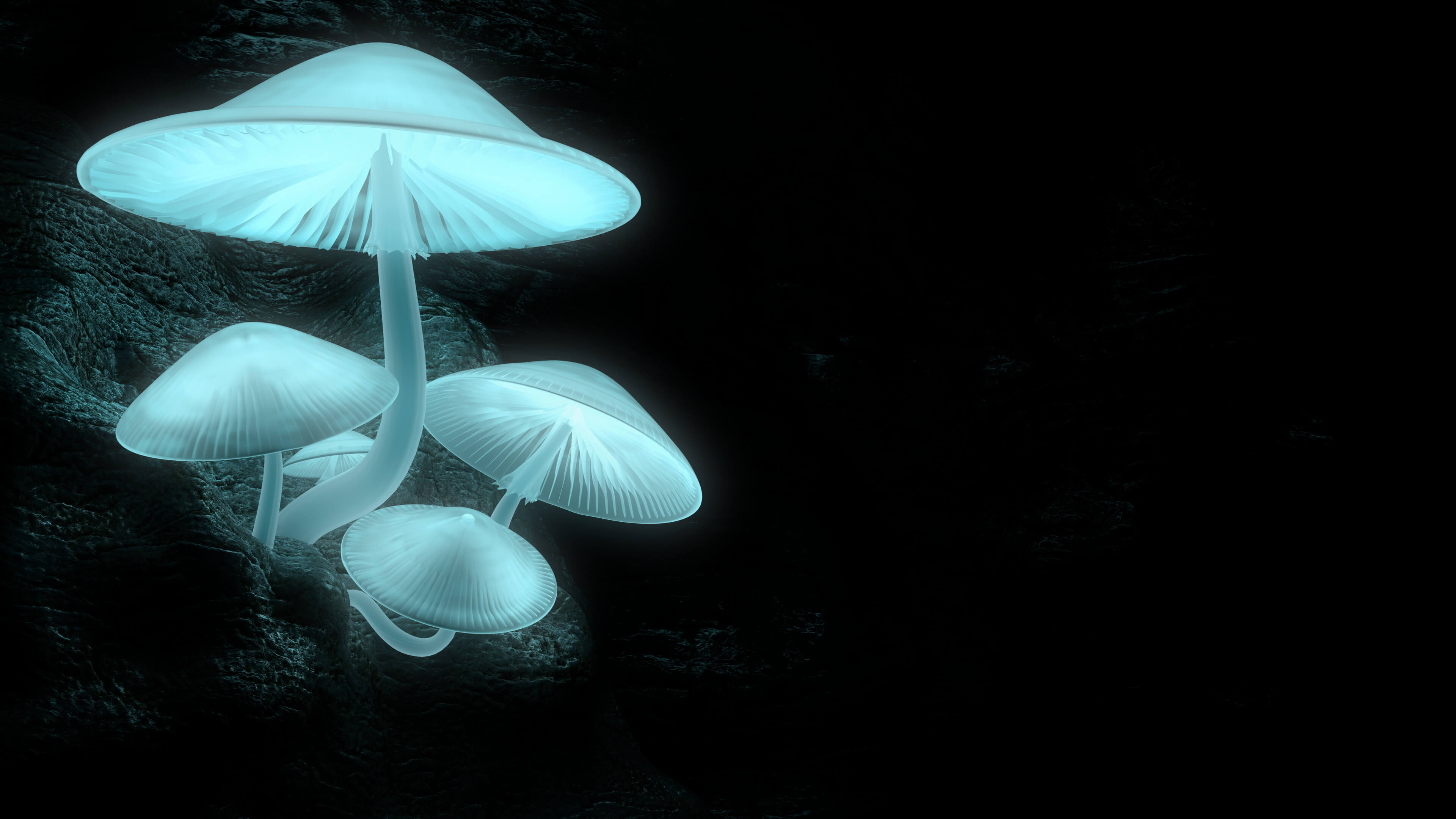Mushrooms with large gills sprout from a rocky outcropping. They appear to glow a bright, soothing blue.