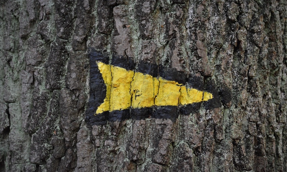 Yellow Arrow on Tree Bark