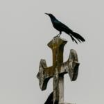 What Death Teaches Us About Systems