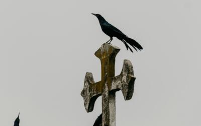 What Death Teaches Us About Systems